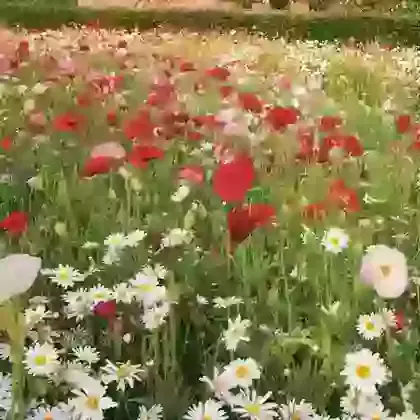 Annual Classic Mix